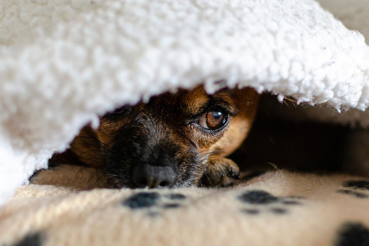 You are currently viewing NJ teen proposes new law after his Chihuahua killed by savage pit bull