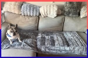 Read more about the article Shed happens: This Gorilla Grip cushion shields your couch from excess dog hair