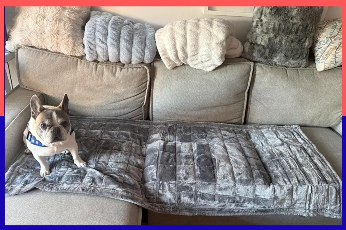 You are currently viewing Shed happens: This Gorilla Grip cushion shields your couch from excess dog hair