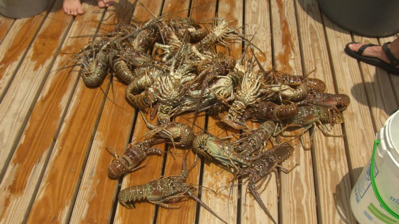You are currently viewing Spiny lobster mini season kicks off in Florida, drawing eager divers to the water