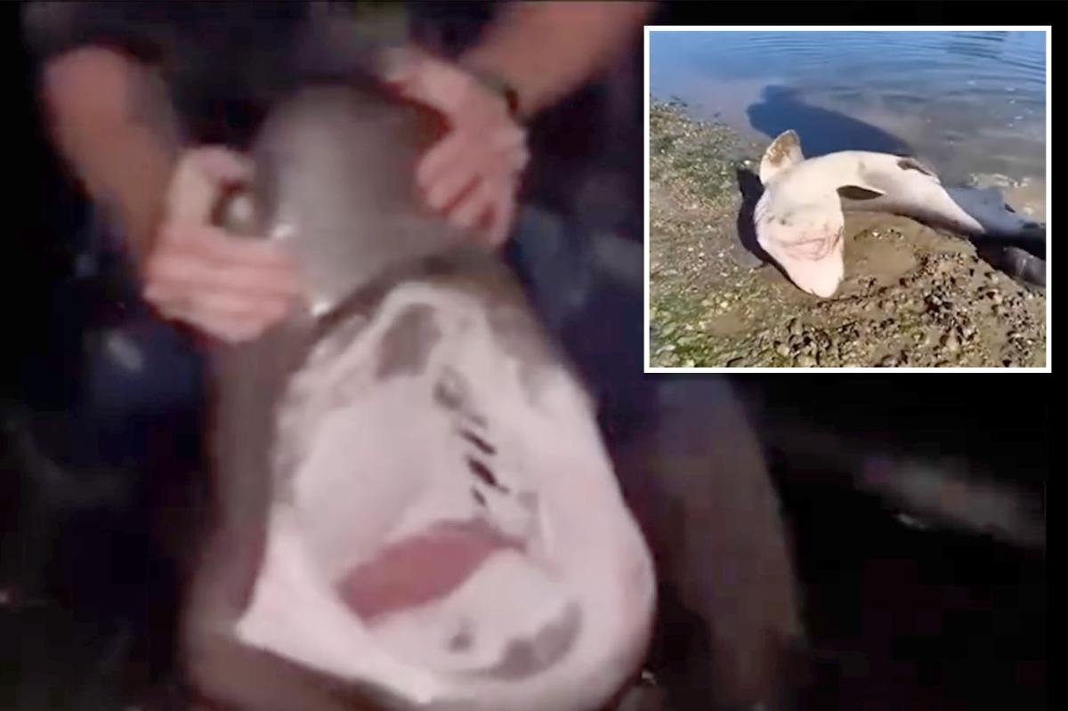 You are currently viewing Fisherman accused of illegally catching sharks and ‘wrestling’ them in bizarre videos he shared online