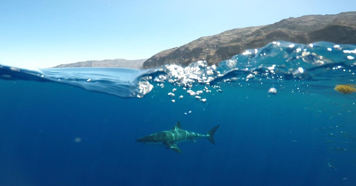 You are currently viewing Sharks can hear you swimming from 100 feet away. That’s not necessarily a bad thing