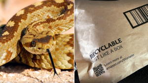 Read more about the article Rattlesnake found hiding under Amazon package bites California girl
