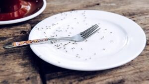 Read more about the article South Korea Michelin restaurant charged for serving ants on sorbet