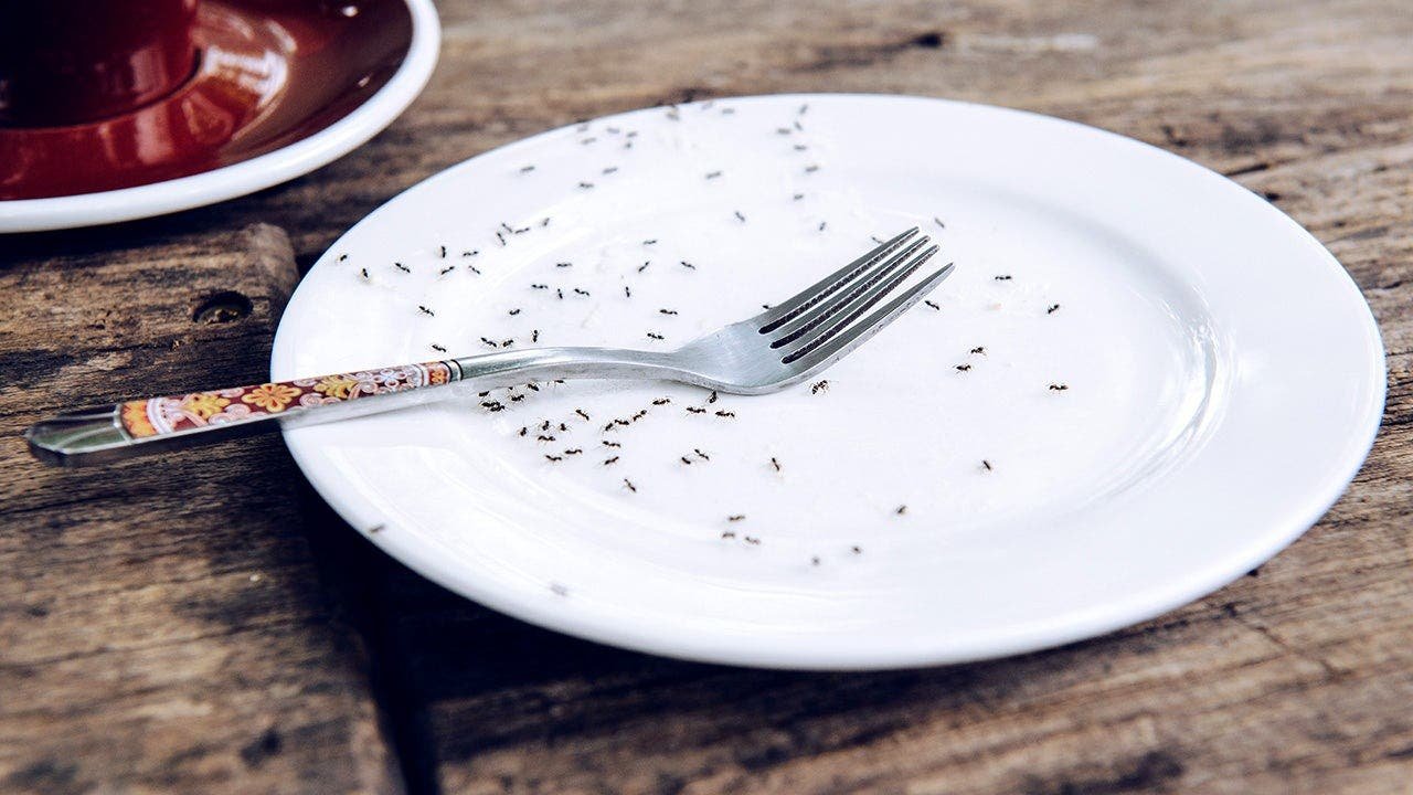 You are currently viewing South Korea Michelin restaurant charged for serving ants on sorbet