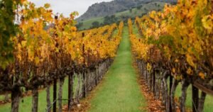 Read more about the article How climate change could redraw California’s wine map