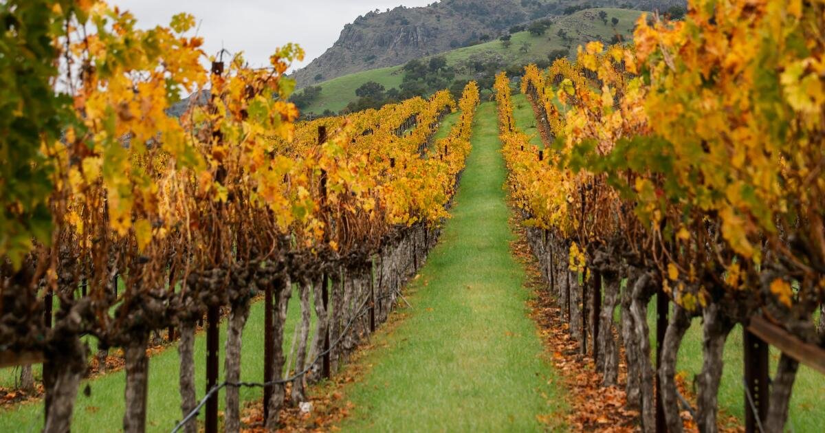 You are currently viewing How climate change could redraw California’s wine map