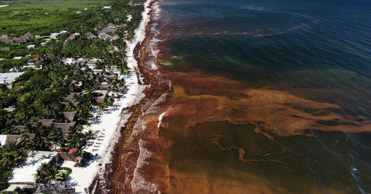 You are currently viewing A blanket of seaweed smothers coastlines from the Caribbean to Mexico