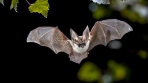 Read more about the article San Diego Zoo Safari Park bat tests positive for rabies, prompting warning
