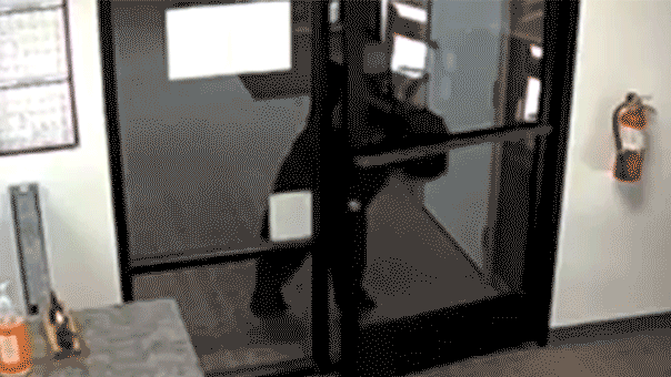 You are currently viewing Black bear caught on video opening door, entering county office in California