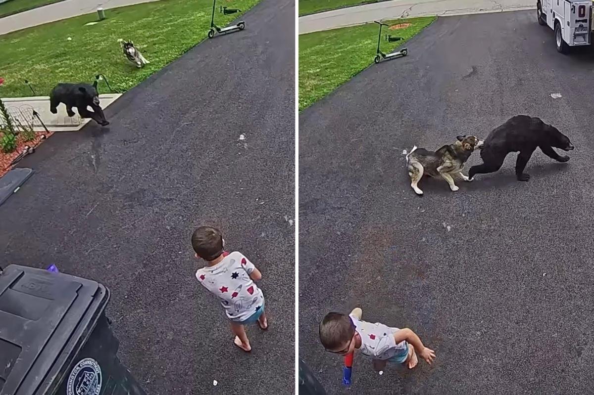 Read more about the article Family’s dog fights off bear that charged 6-year-old boy: video