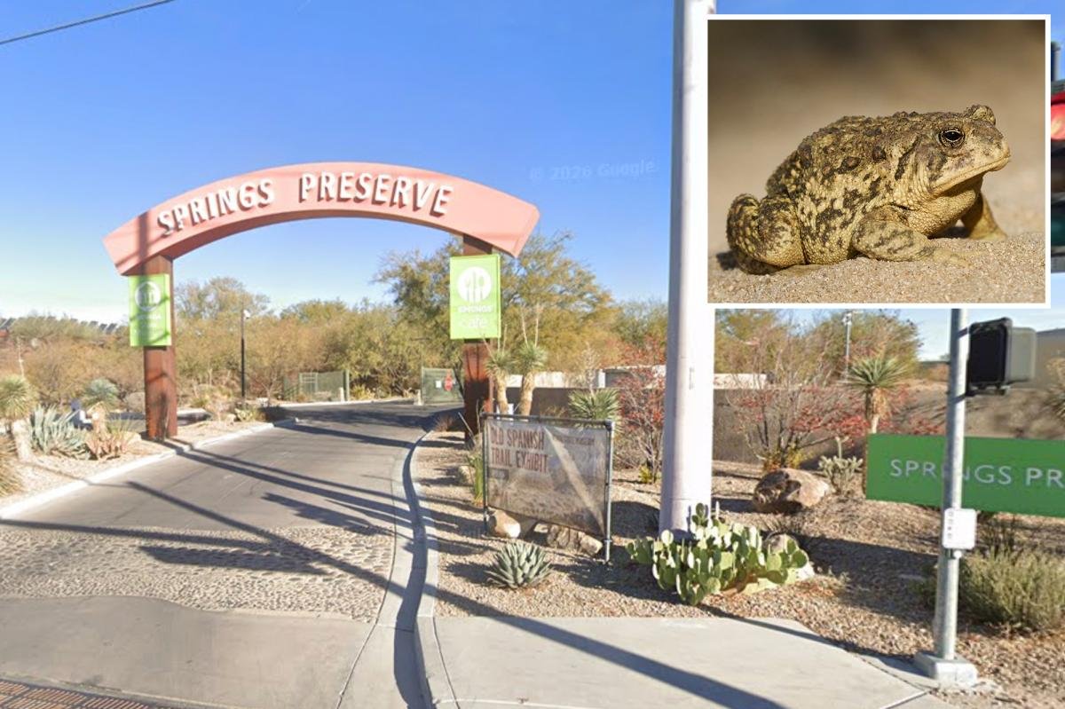 Read more about the article Rare toad returns to Las Vegas spring for first time in almost 65 years — and he’s looking for love