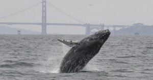 Read more about the article The best places in California to go whale watching