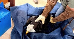 Read more about the article Injured bald eagle rescued near Big Bear is believed to be Jackie