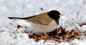 Read more about the article Some birds defy overall plunge in numbers