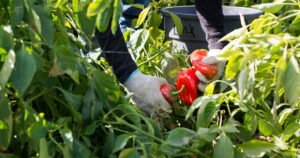 Read more about the article Ante el creciente temor por la seguridad alimentaria, nutricionista aconseja no eliminar las frutas y verduras de la dieta