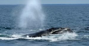 Read more about the article Endangered right whales could wait almost a decade for new U.S. protections
