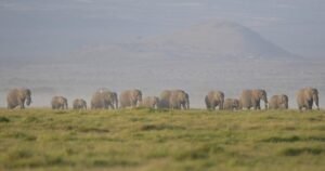 Read more about the article Kenya says 15 elephants died of cyanide poisoning after eating tomatoes from nearby farms