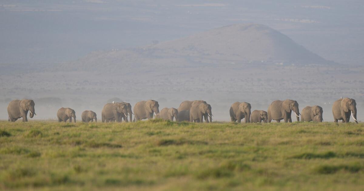 Read more about the article Kenya says 15 elephants died of cyanide poisoning after eating tomatoes from nearby farms