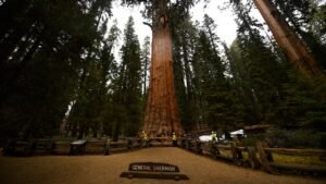 Read more about the article Nevada man dies on General Sherman Tree Trail in Sequoia National Park