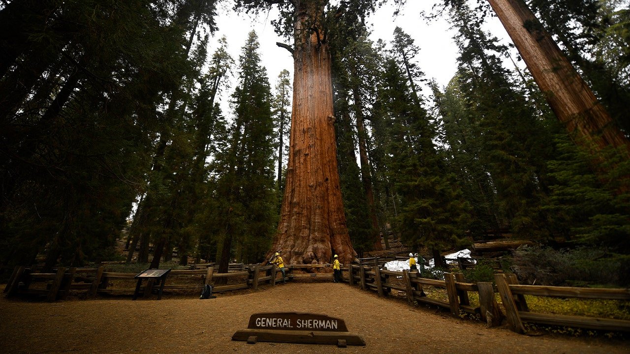 Read more about the article Nevada man dies on General Sherman Tree Trail in Sequoia National Park