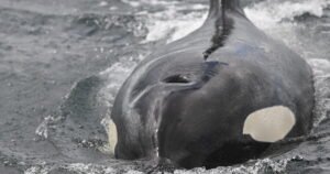 Read more about the article Video: Scientists watch orcas ram a sunfish so hard it explodes