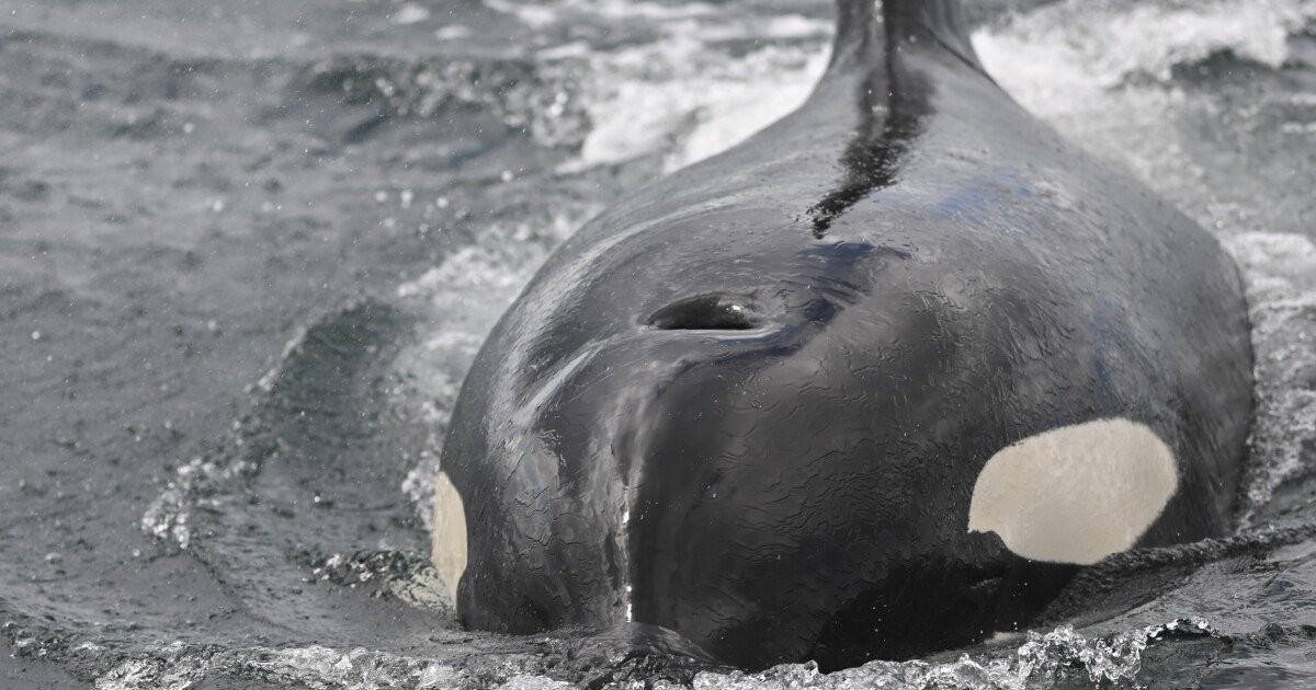 Read more about the article Video: Scientists watch orcas ram a sunfish so hard it explodes