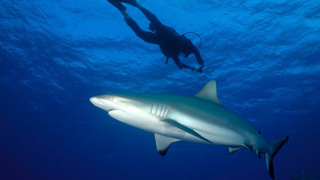 You are currently viewing Fishing content creator who filmed himself being bitten by a shark while spearfishing lucky he still has leg