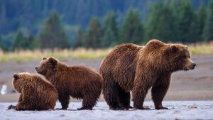 Read more about the article SEN LUMMIS: Trump is restoring common sense to Wyoming’s grizzly policy
