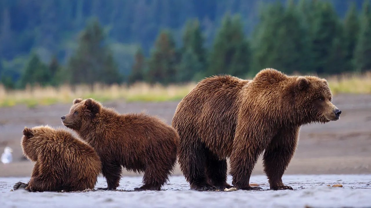 You are currently viewing SEN LUMMIS: Trump is restoring common sense to Wyoming’s grizzly policy