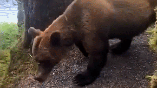 Read more about the article Grizzly bear traps Alaska hikers on trail in terrifying encounter