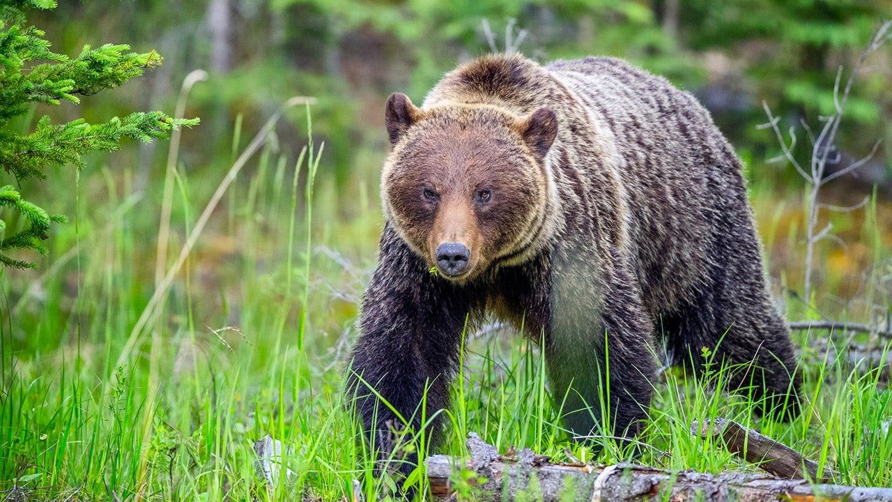 You are currently viewing Hikers face $25,000 fine after off-leash dog barked at grizzly bear on Banff National Park trail
