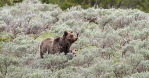 Read more about the article They’re on our flag, but do long-gone grizzly bears belong in modern California?