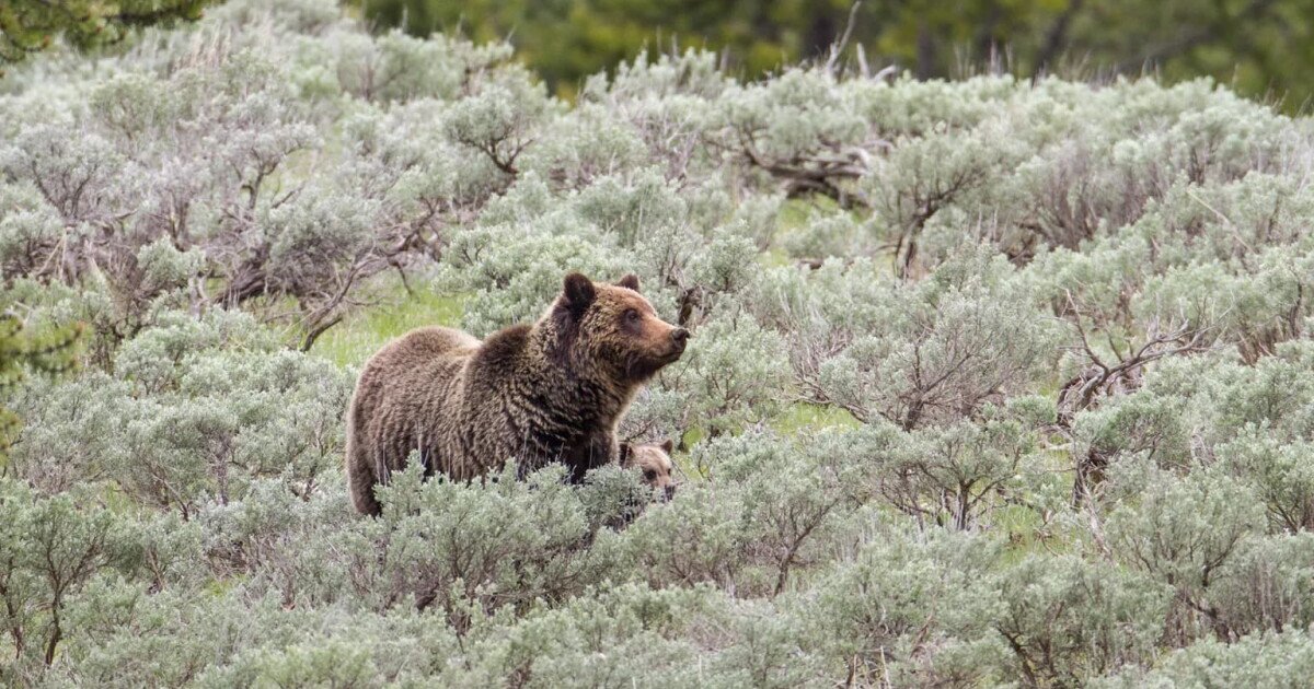 You are currently viewing They’re on our flag, but do long-gone grizzly bears belong in modern California?