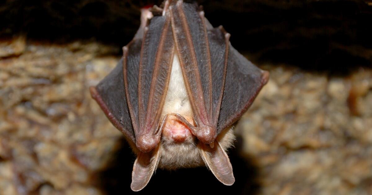 Read more about the article Bat dropped onto table at SoCal restaurant. It had rabies, officials say