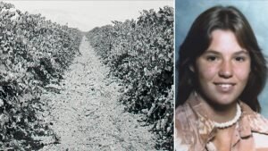 Read more about the article Girl buried beneath vineyard identified after 48 years as cops hunt killer