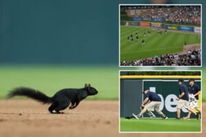Read more about the article Squirrel invades Tigers-Orioles game â and grounds crew is powerless to stop it