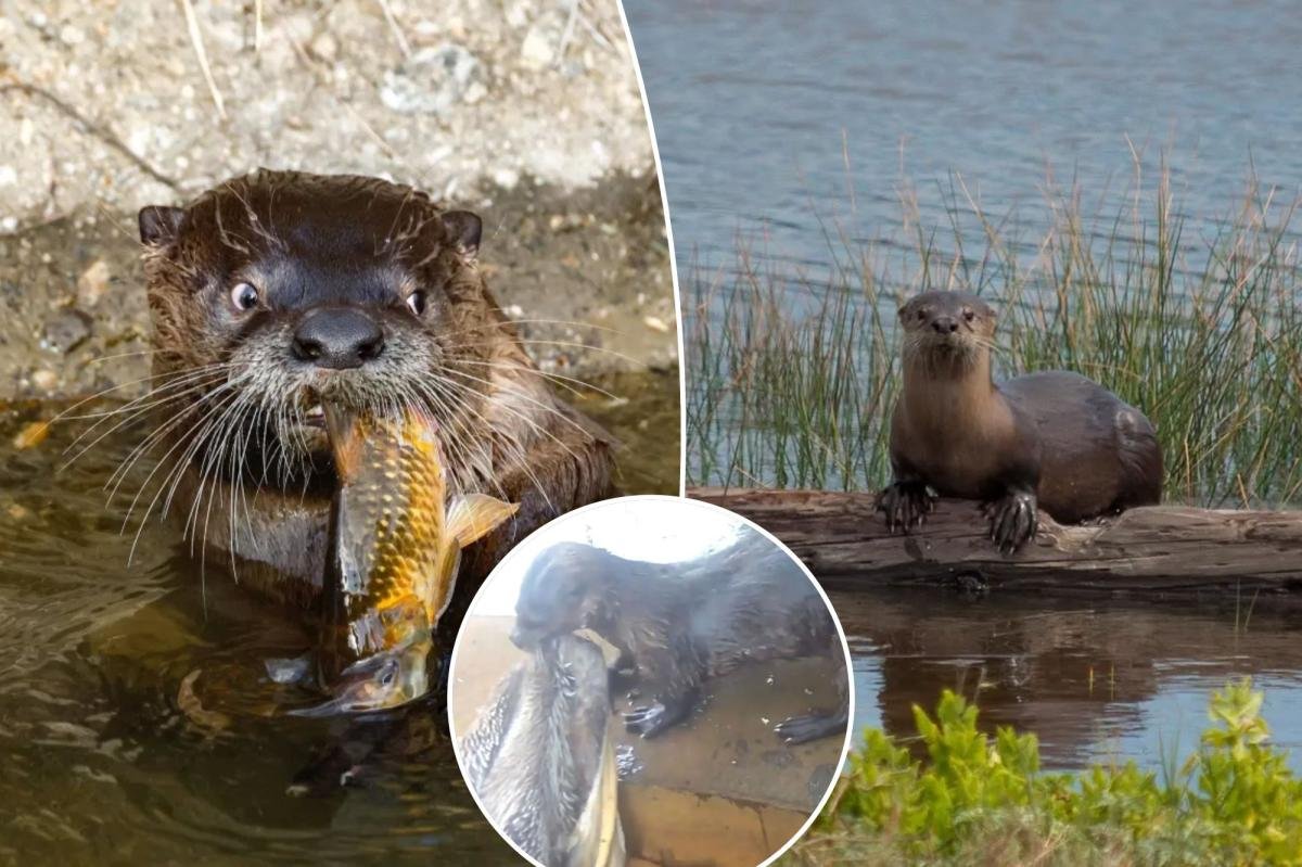 You are currently viewing Sinister river otters caught hunting and drowning majestic California birds