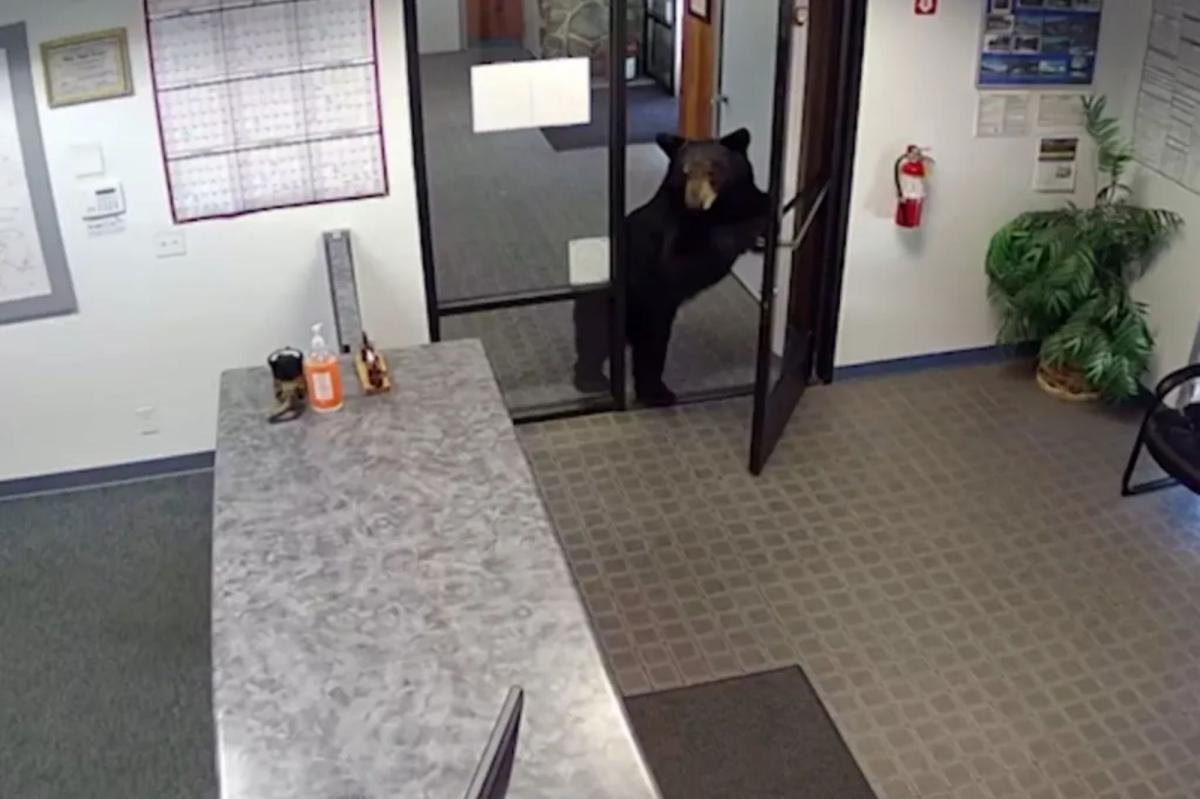 You are currently viewing Black bear caught on video wandering into California water district office after pushing open front door