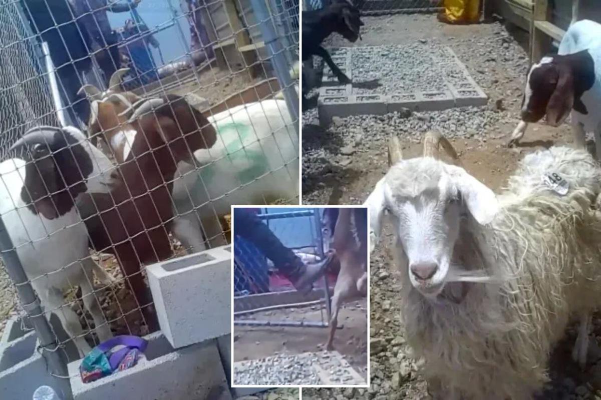 You are currently viewing California ranch caught in truly horrific scandal as stomach-churning video emerges