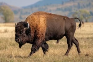Read more about the article Massive bull bison tosses Yellowstone tourist into the air like a ragdoll in shocking attack
