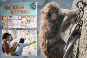 Read more about the article PunchÂ theÂ monkey gets thousands of birthday messages as he turns 1