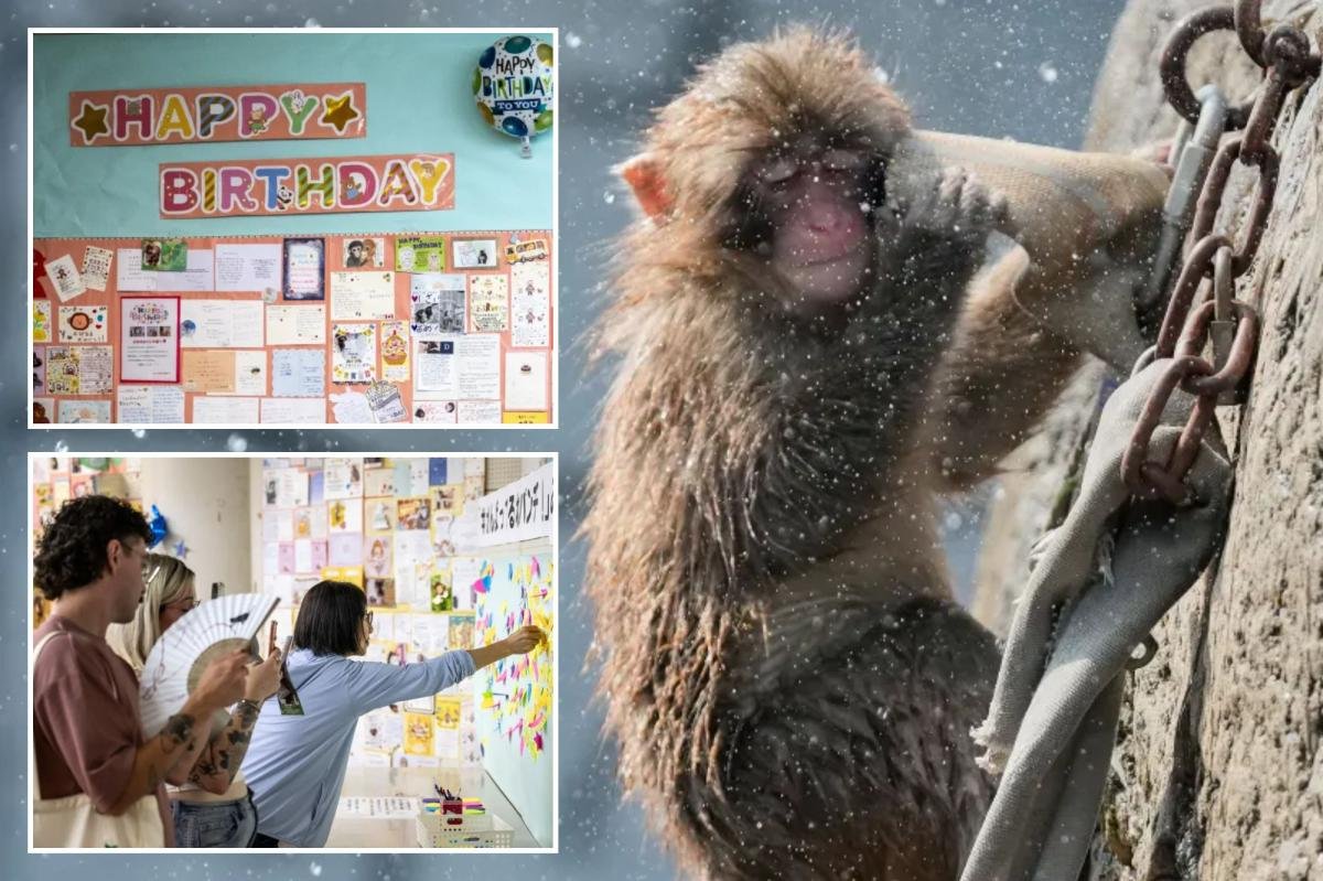 You are currently viewing PunchÂ theÂ monkey gets thousands of birthday messages as he turns 1
