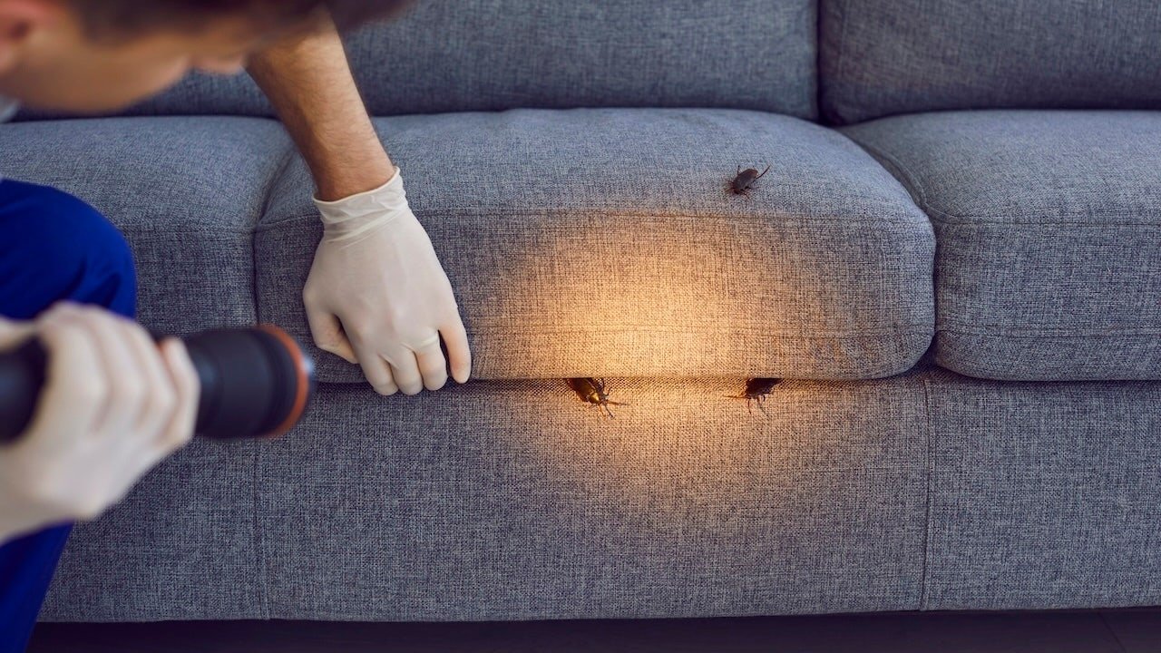 You are currently viewing Pest control experts swear by these products to keep bugs and mice away