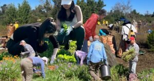 Read more about the article Where to learn about plants while volunteering around L.A.