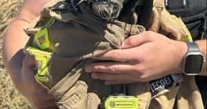 Read more about the article Watch Menlo Park firefighters rescue missing dog from San Francisco Bay