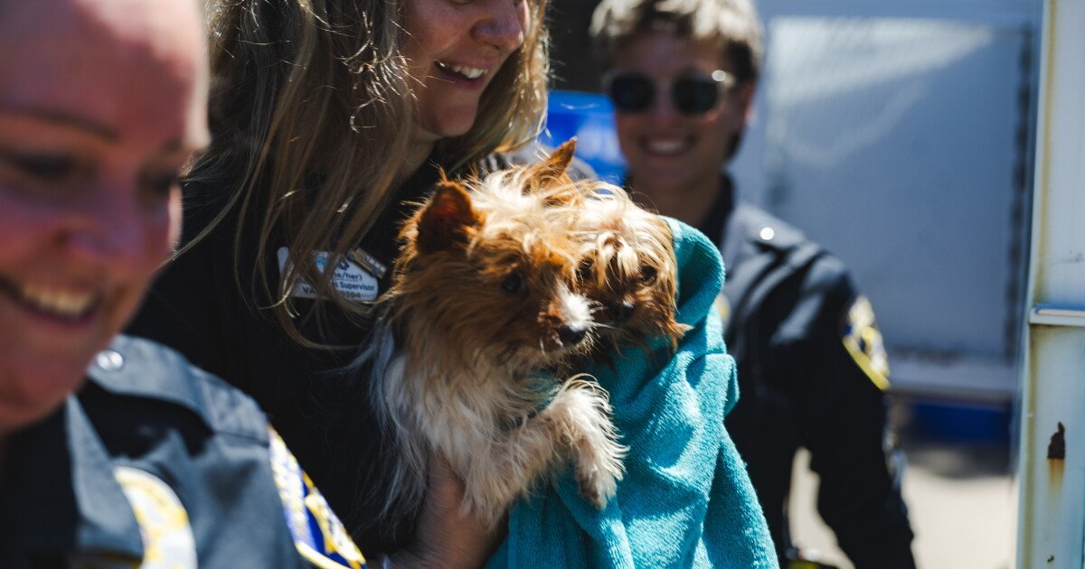 You are currently viewing 50 Yorkies, huskies surrendered to overflowing San Diego Humane Society