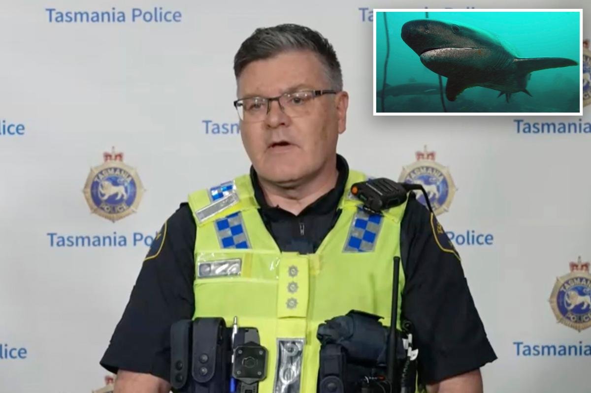 Read more about the article Diver survives after being bitten by nearly 7-foot shark in Australia: âPretty good biteâ