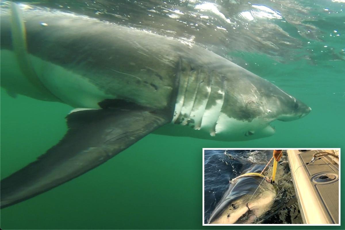 You are currently viewing 12-foot great white shark ‘Ernst’ tracked near Montauk â and Atlantic’s largest ever could be right behind her