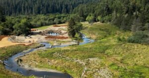 Read more about the article California redwoods gateway is returned to Indigenous tribe. ‘That’s healing our people too’